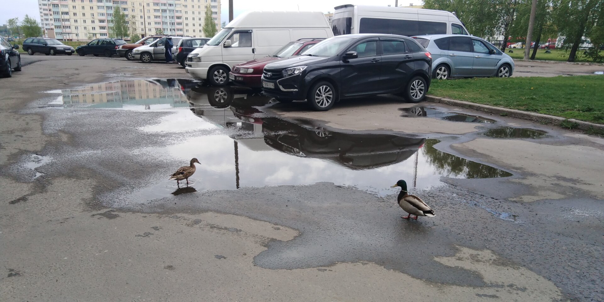 Утки на Мовчанского