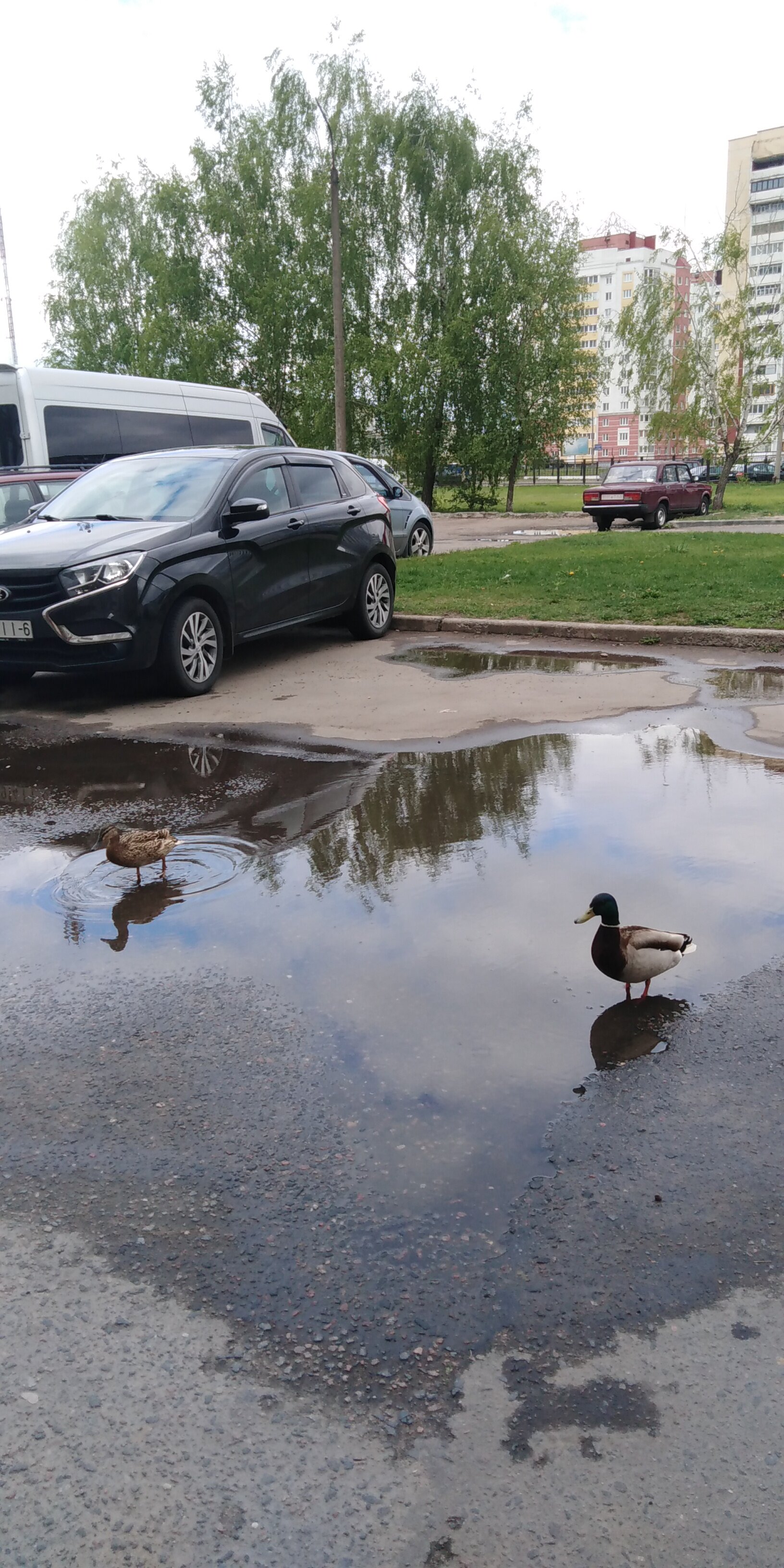 Утки во дворах Могилева